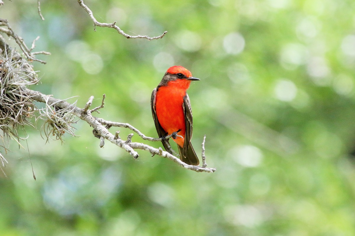 Vermilion Flycatcher - ML55286151