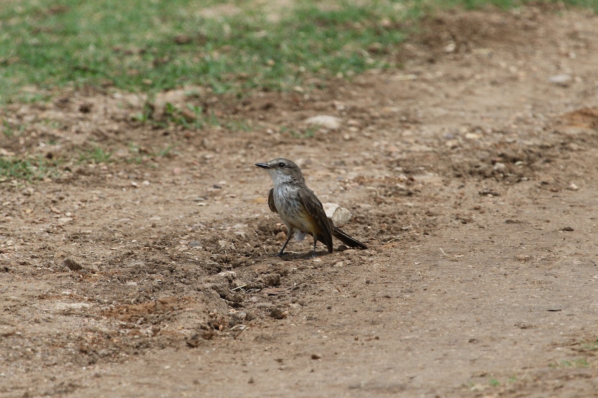 Vermilion Flycatcher - ML55286201