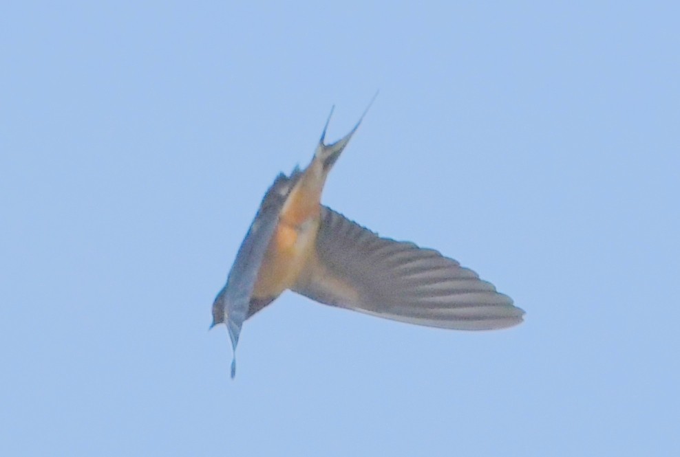 Barn Swallow - ML552862021