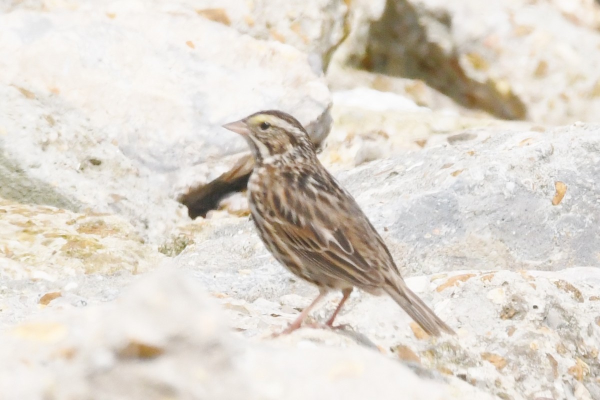 Savannah Sparrow - ML552862381