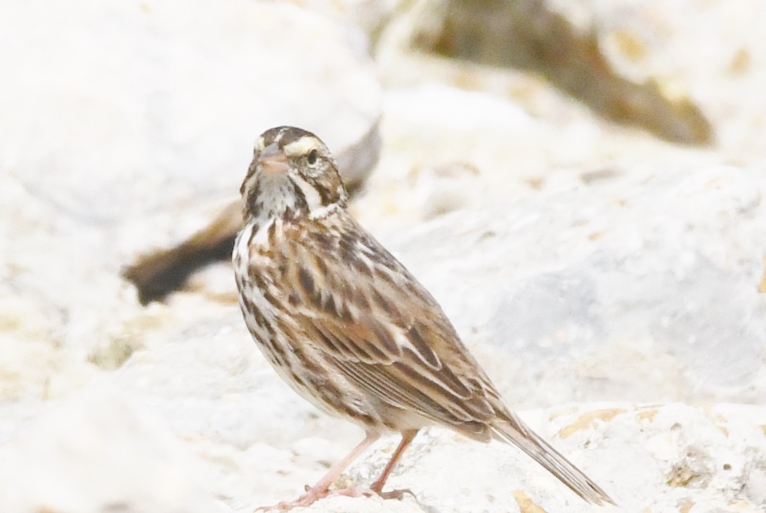 Savannah Sparrow - Cathryn Dippo