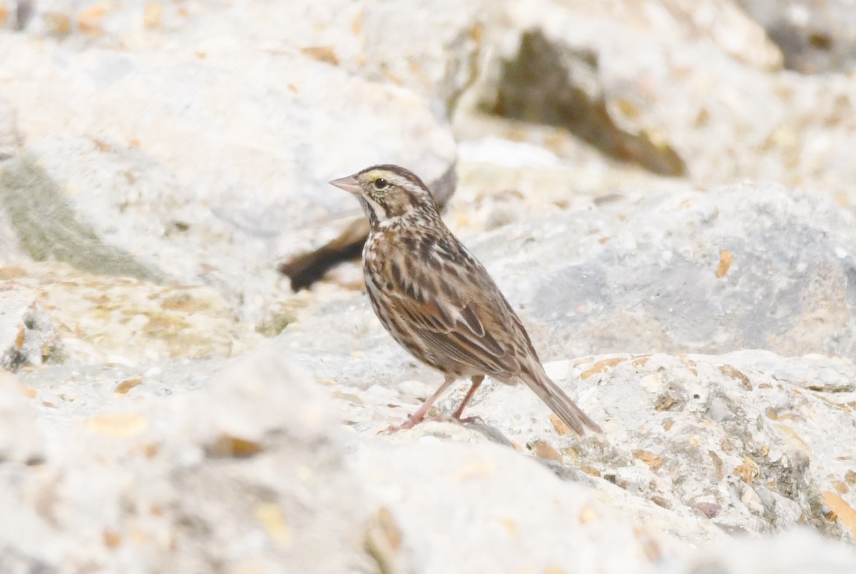 Savannah Sparrow - ML552862401