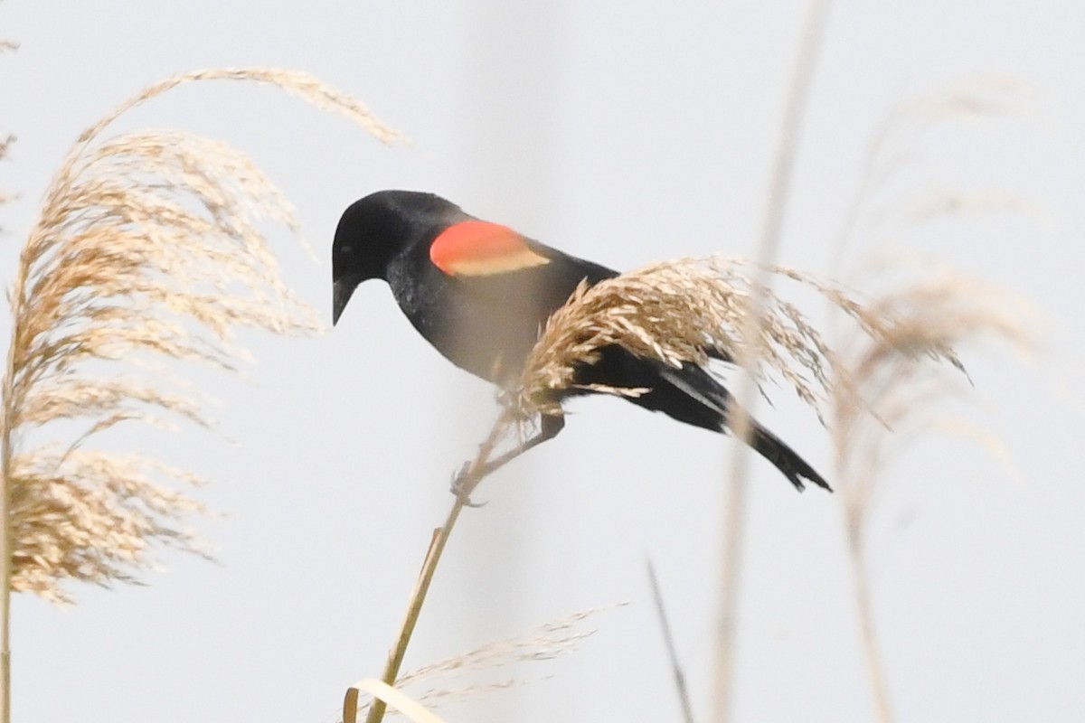 Red-winged Blackbird - ML552862601