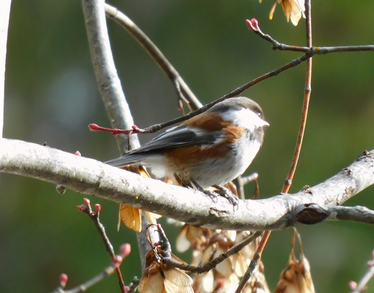 Chestnut-backed Chickadee - ML552863091