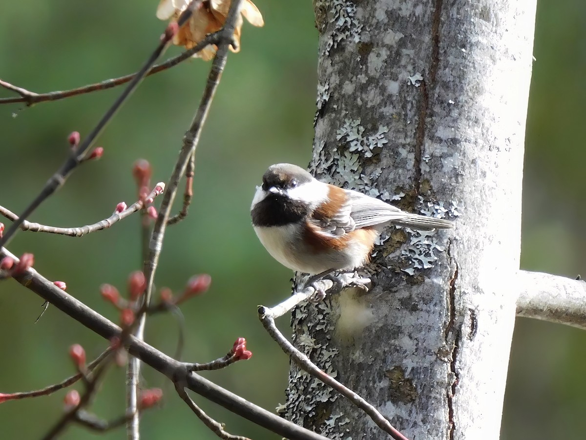 Chestnut-backed Chickadee - ML552863101