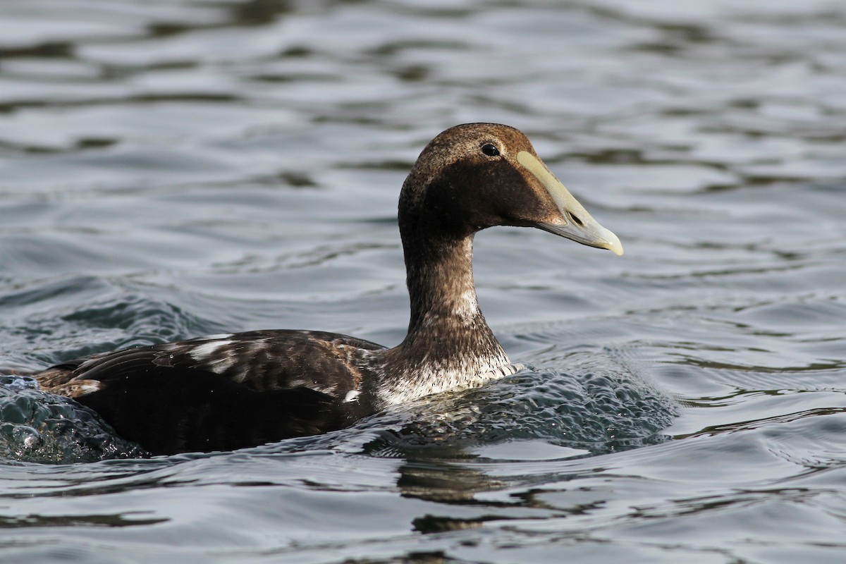 Common Eider (Dresser's) - ML55286361