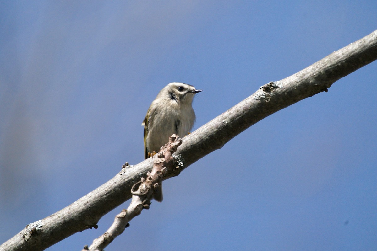 Golden-crowned Kinglet - Martin  Carlin