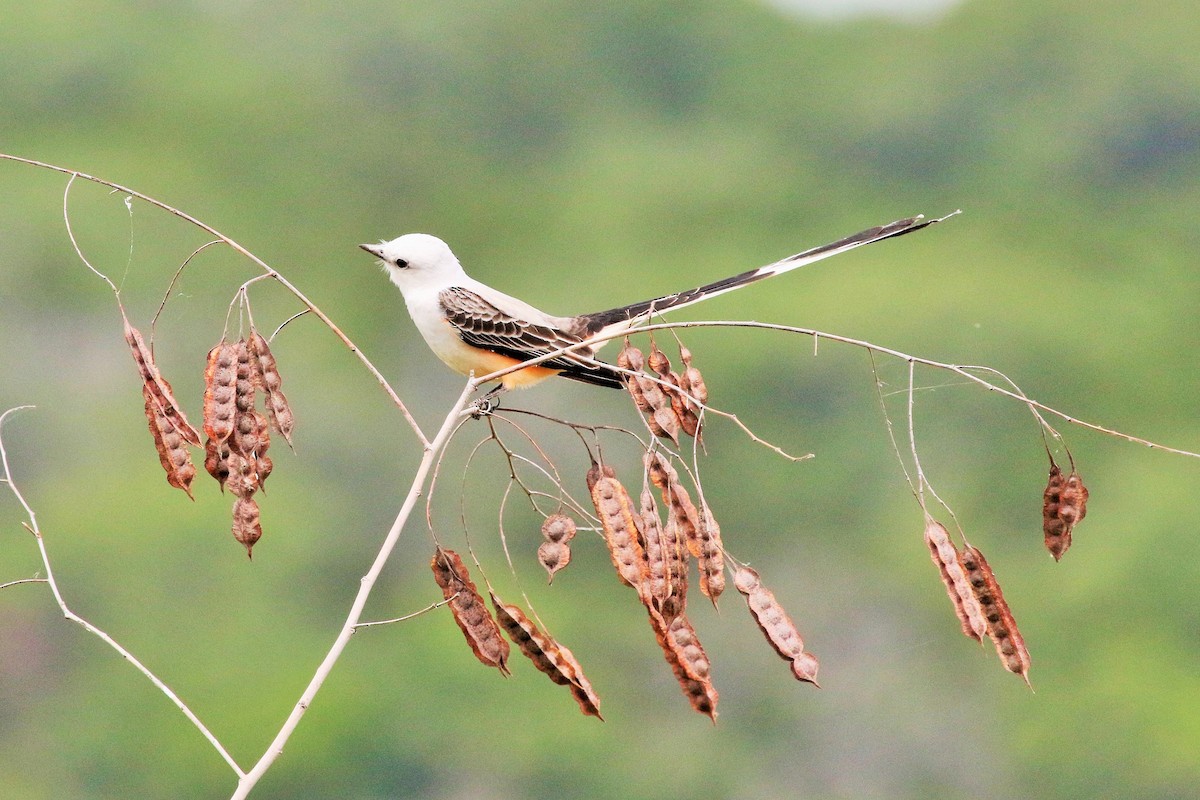 Scissor-tailed Flycatcher - ML55286481