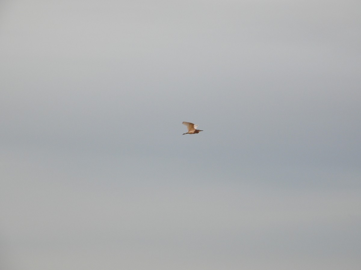 Chinese Pond-Heron - ML552864831