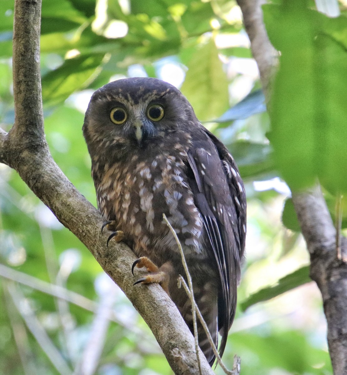 Morepork - ML552865831