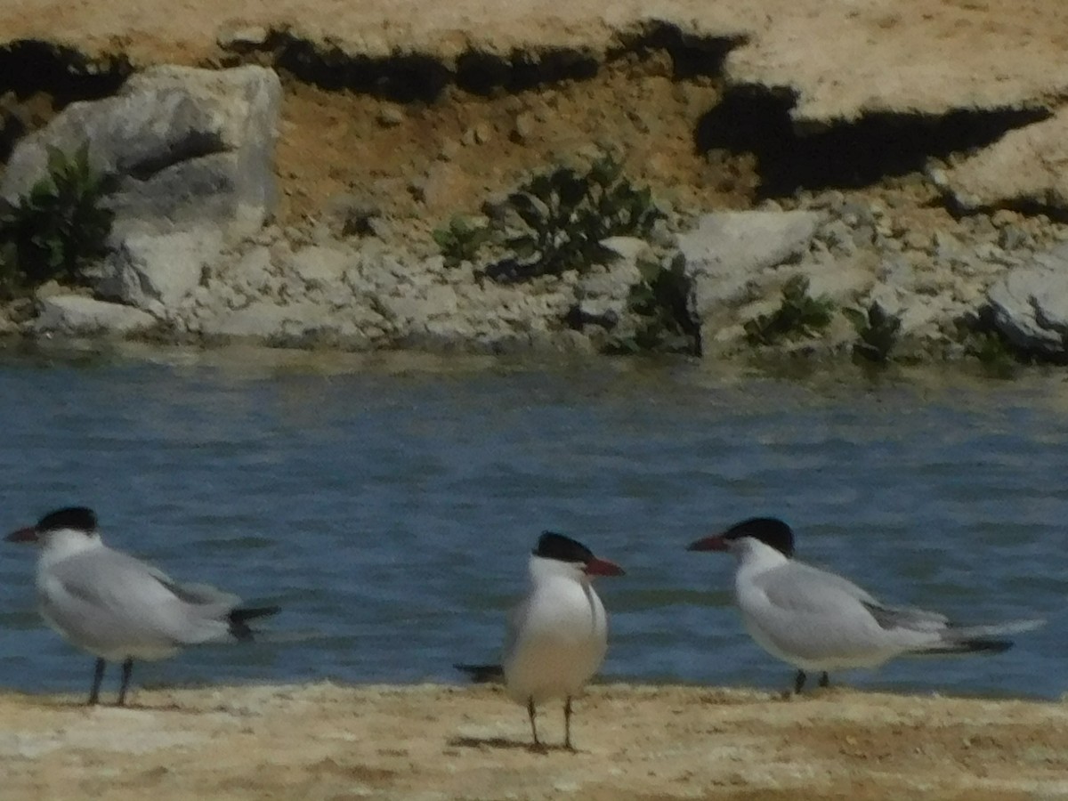 Caspian Tern - ML552866741