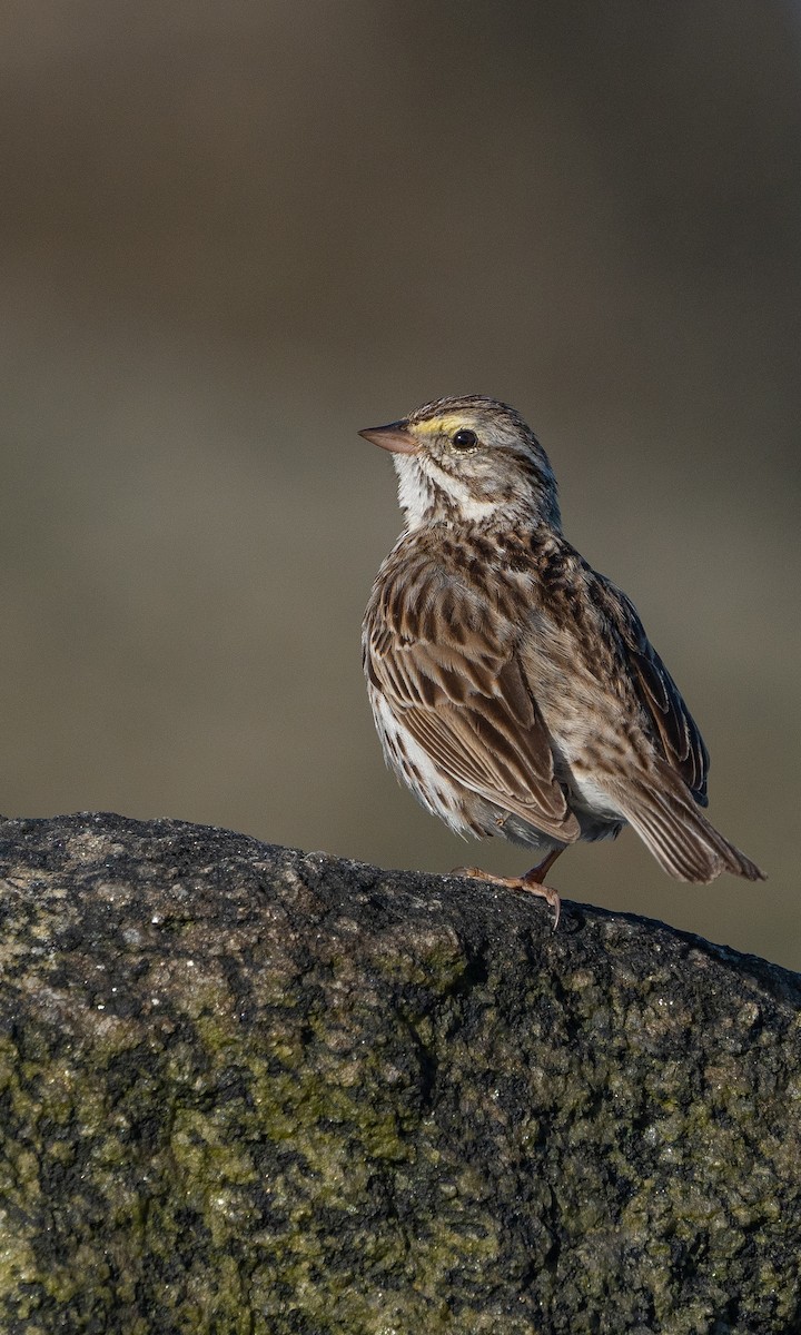 Savannah Sparrow - ML552867481