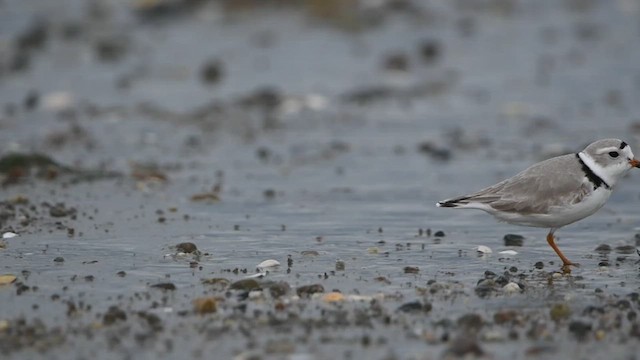 Piping Plover - ML552869991