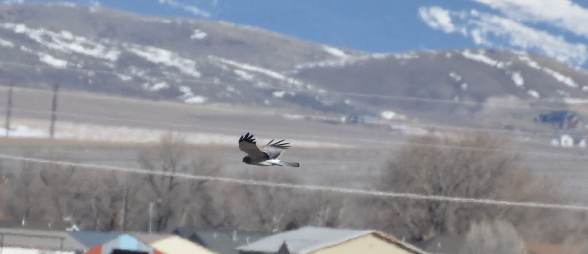 Northern Harrier - ML552870911