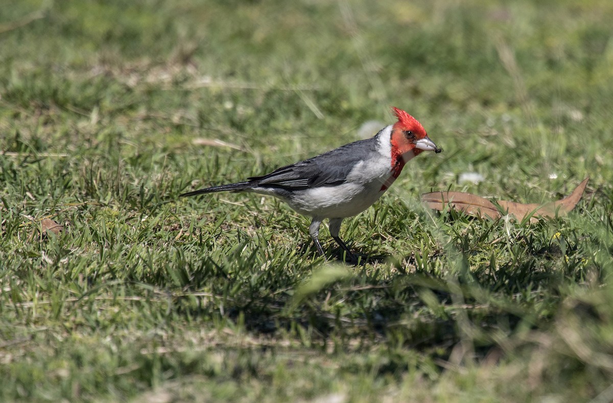 Red-crested Cardinal - ML552871721