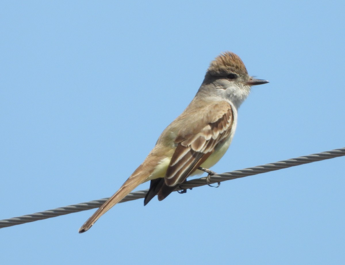 Ash-throated Flycatcher - Rob Crawford