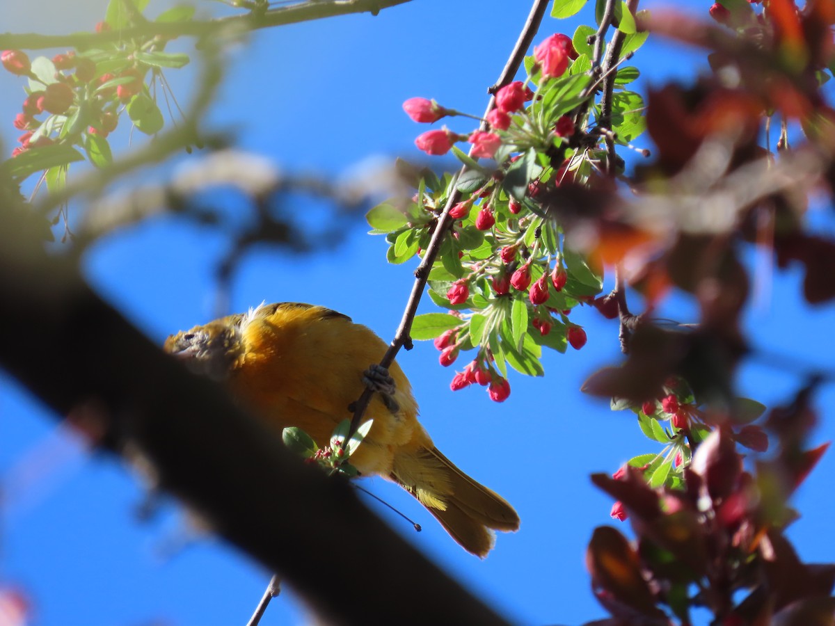 Baltimore Oriole - ML552872721