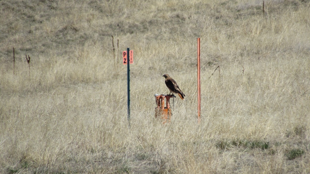 Red-tailed Hawk - ML552873831