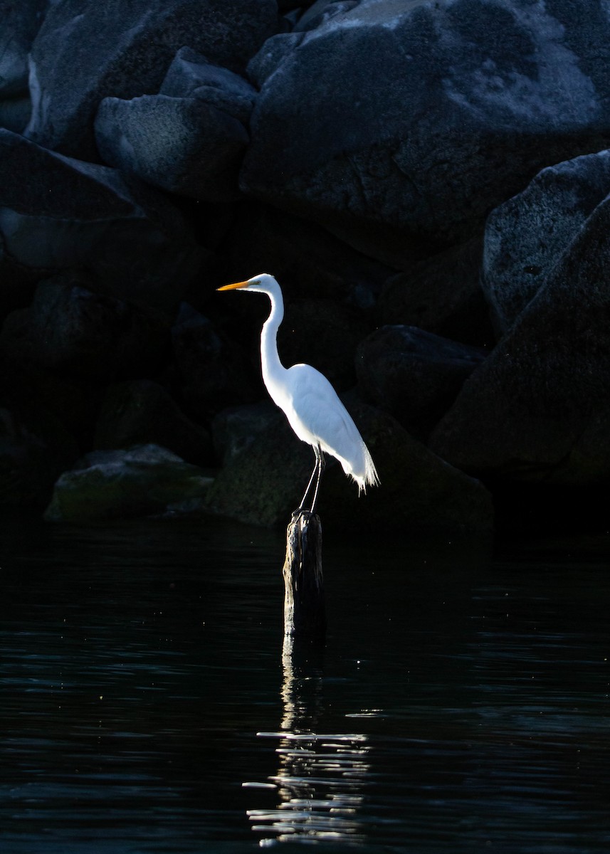 Great Egret - Marlon Calderon