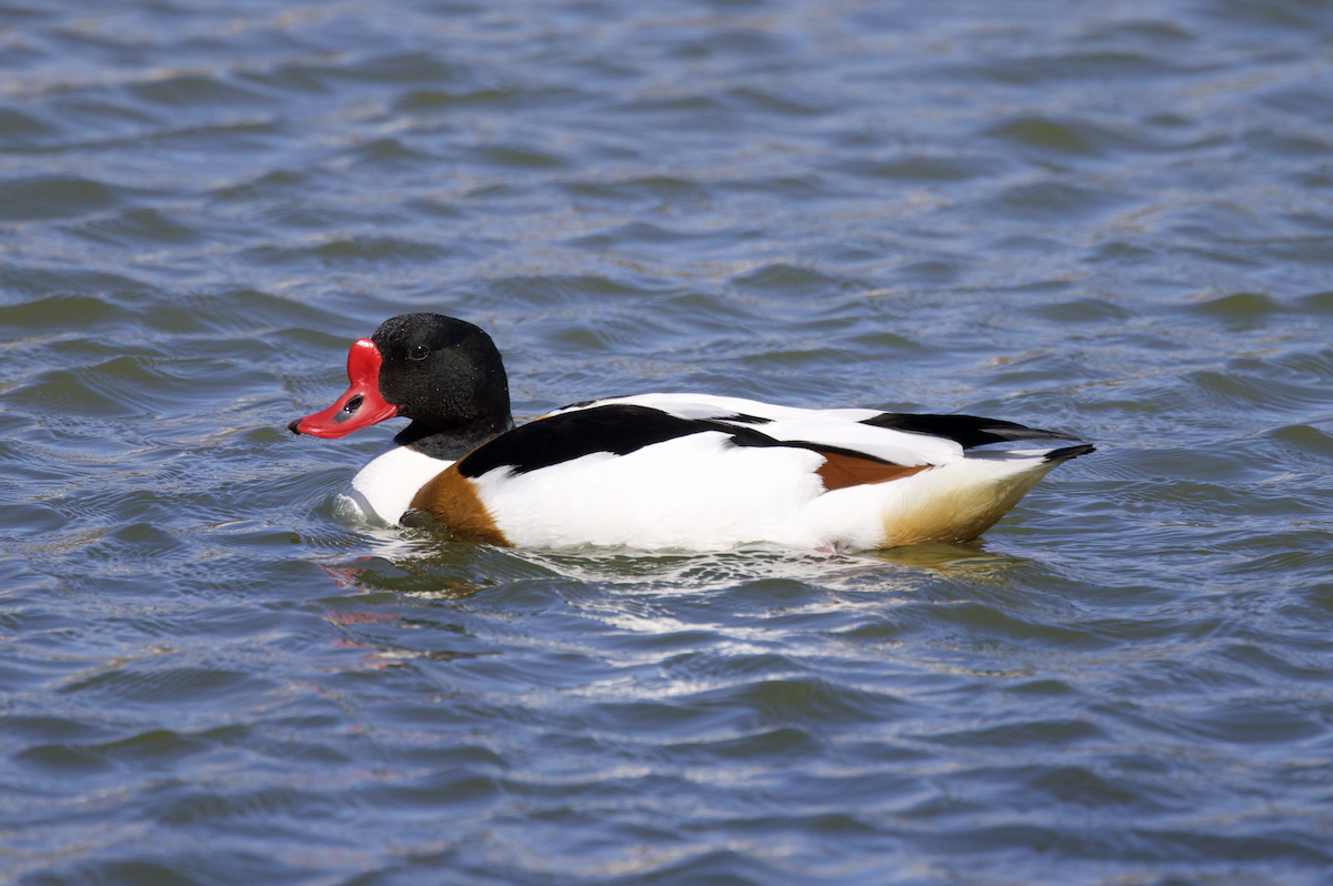 Common Shelduck - Elliott Ress