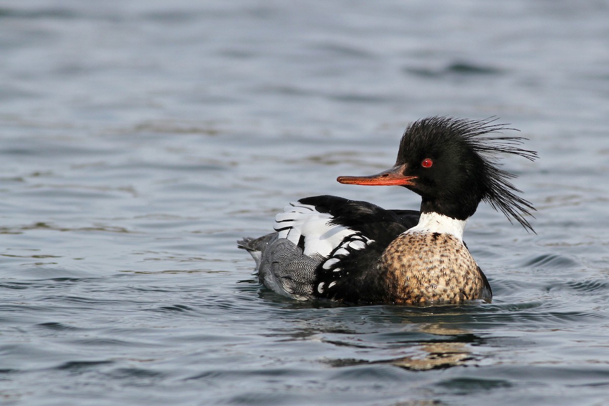 Red-breasted Merganser - ML55287461