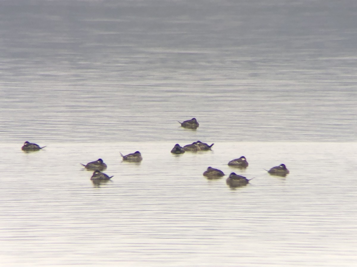 Ruddy Duck - ML552874991