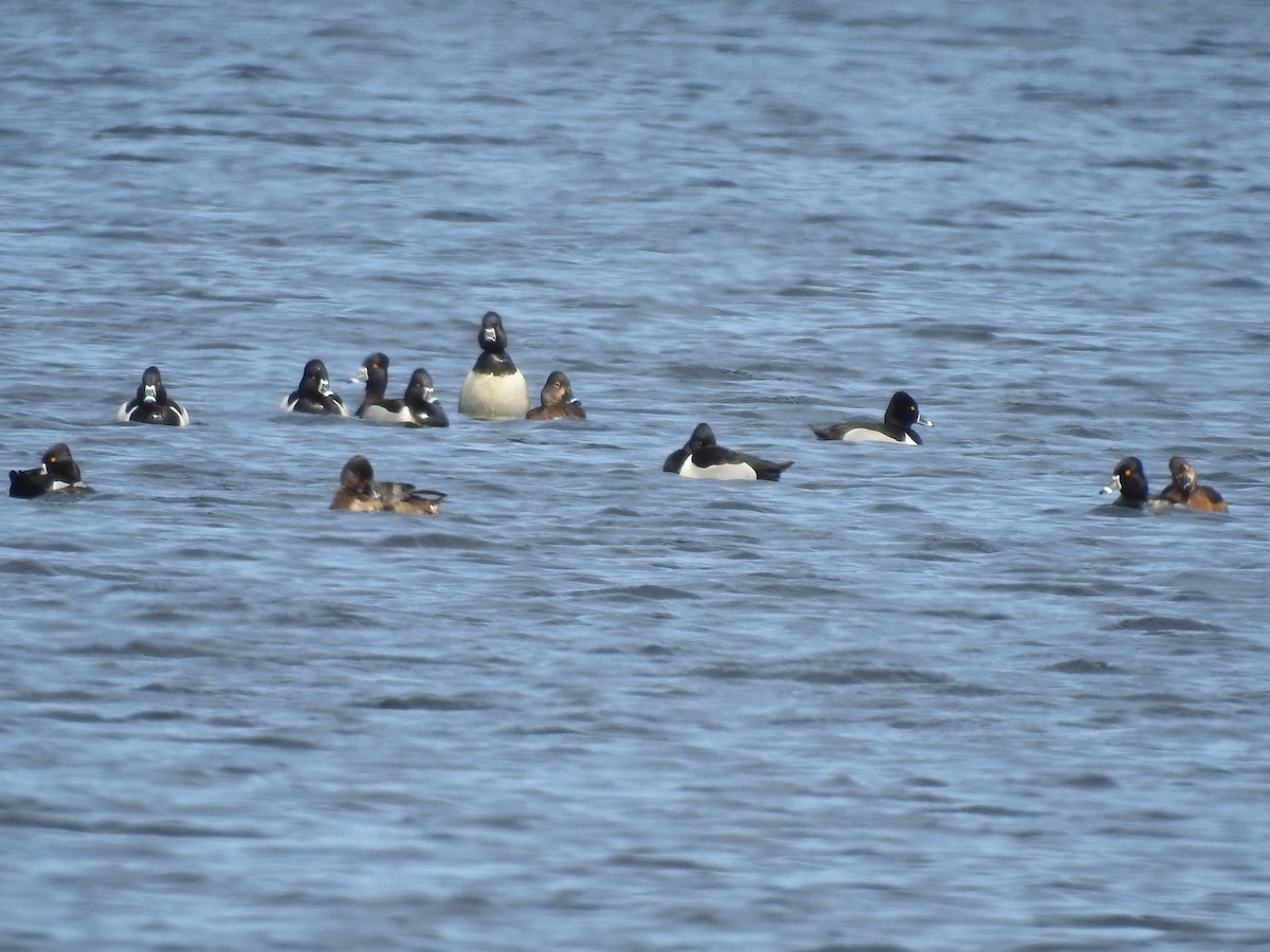 Ring-necked Duck - ML552875111