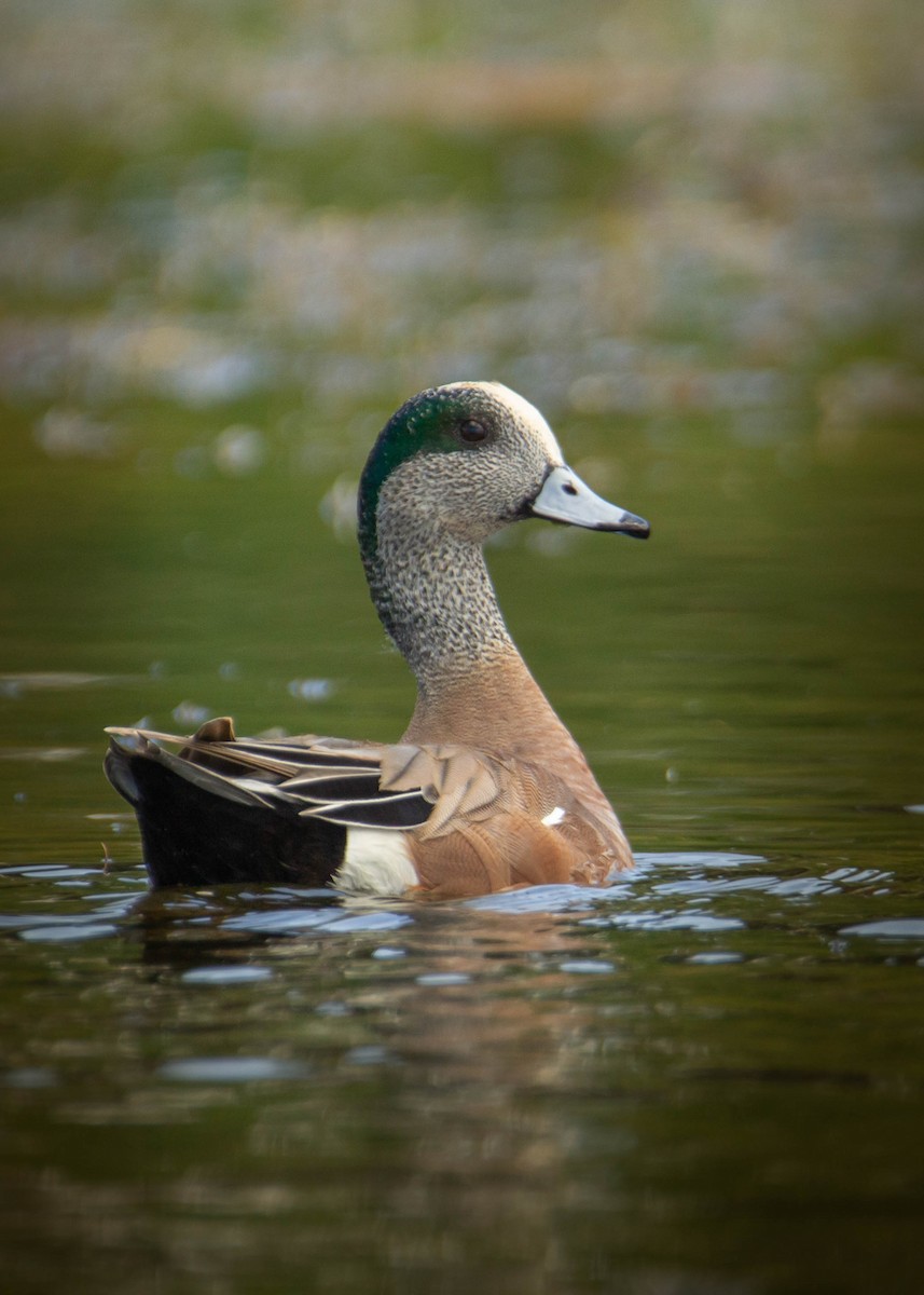 American Wigeon - ML552875161