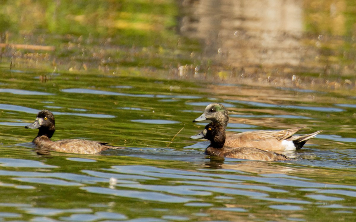 American Wigeon - ML552875181