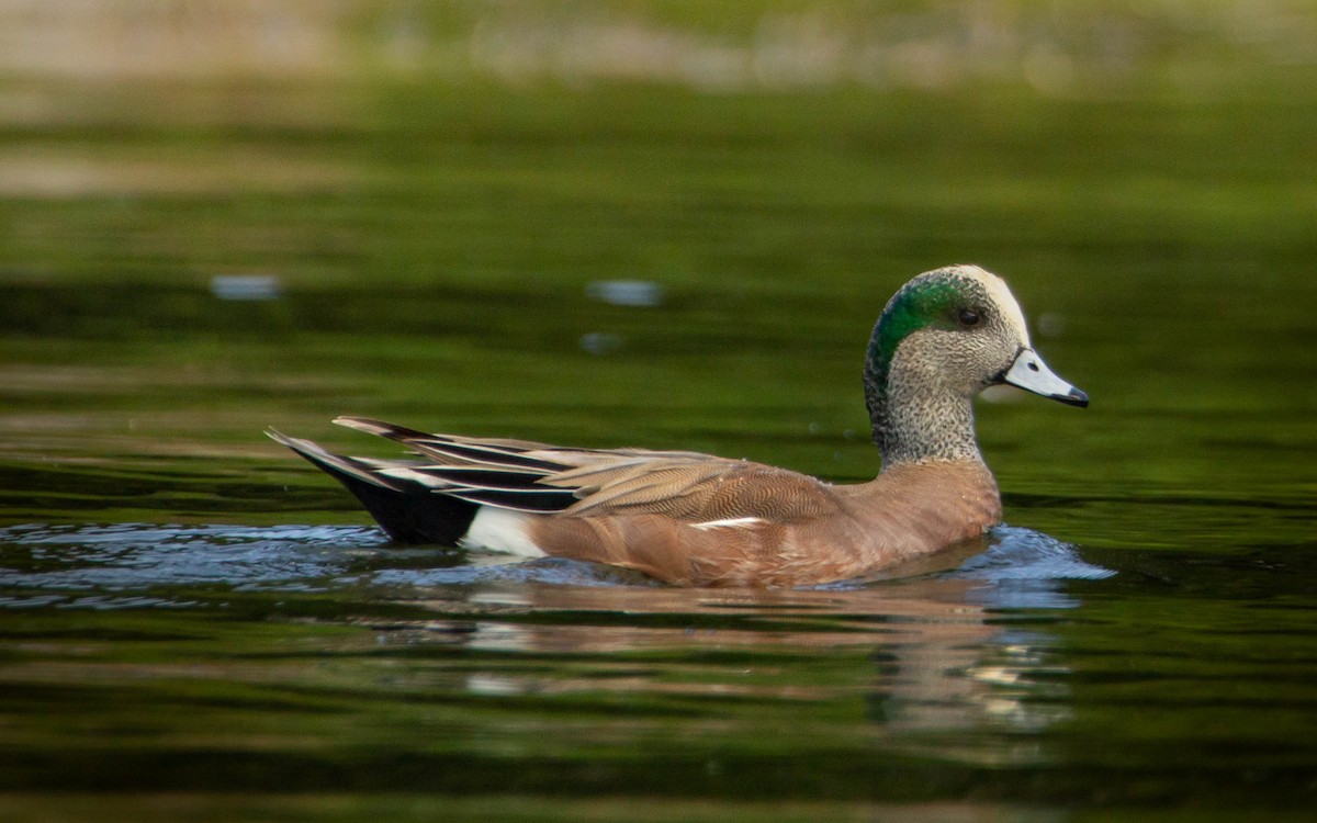 American Wigeon - ML552875191