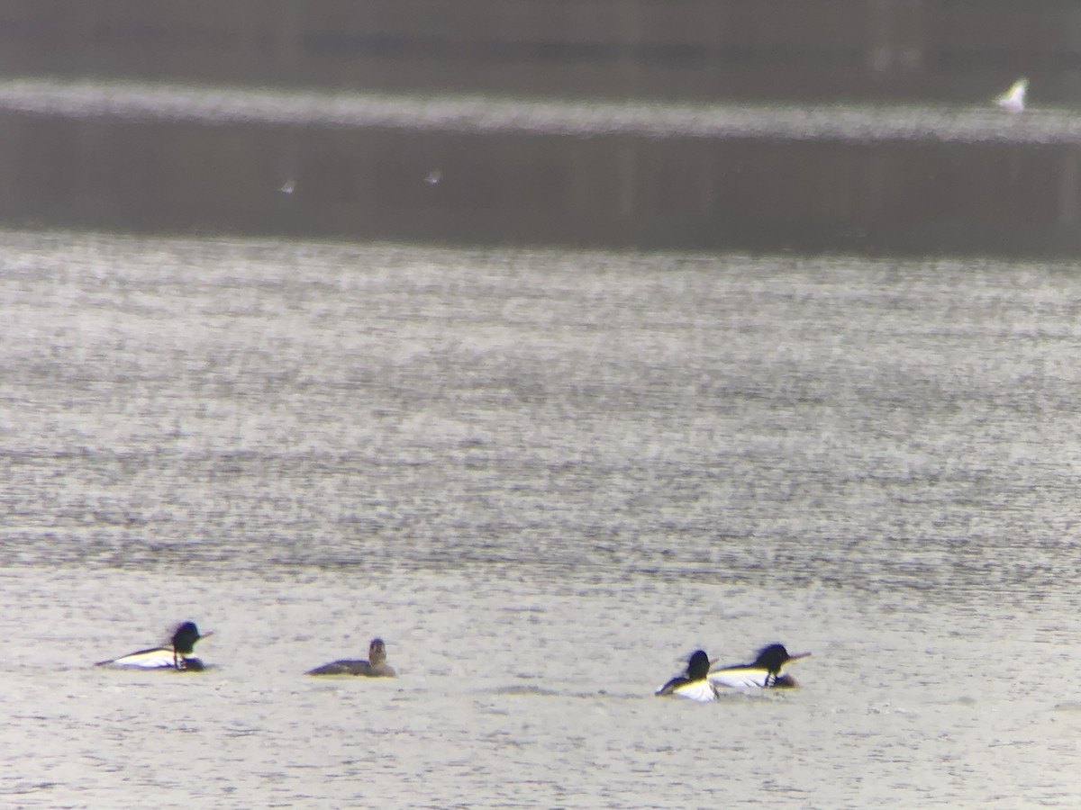 Red-breasted Merganser - ML552875351