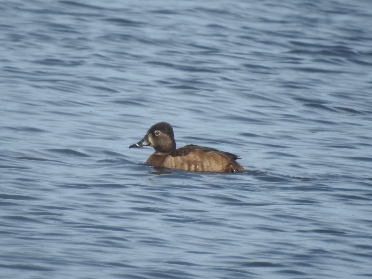 Ring-necked Duck - ML552875461