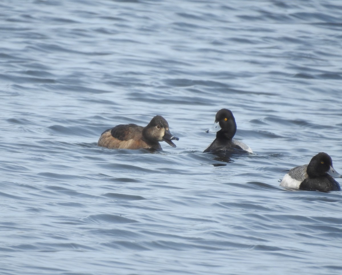 Ring-necked Duck - ML552876261