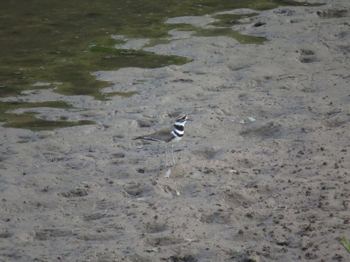 Killdeer - ML55287701