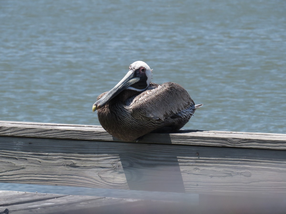 Brown Pelican - ML55287711