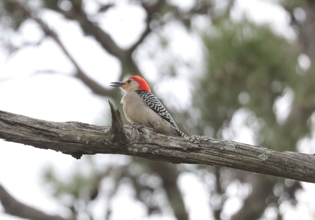 Red-bellied Woodpecker - ML552877141