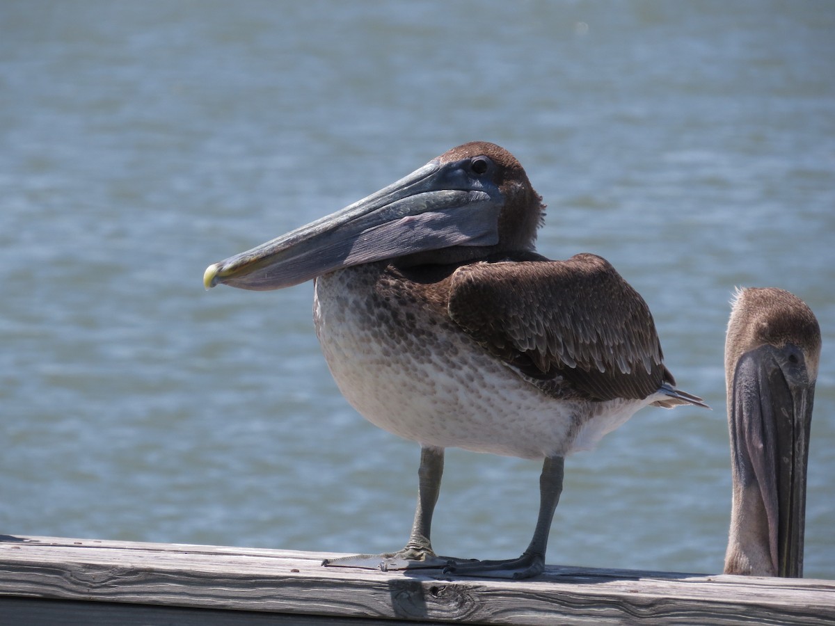 Brown Pelican - ML55287721