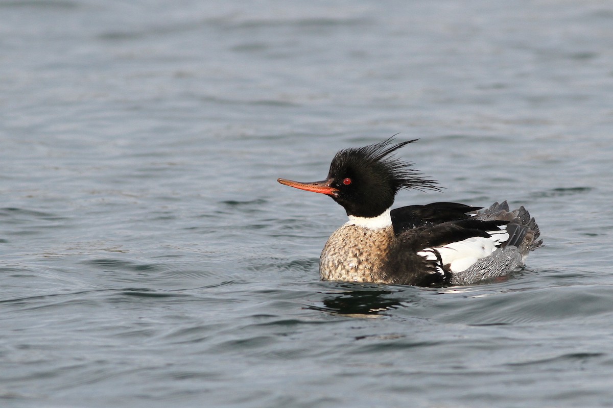 Red-breasted Merganser - Evan Lipton