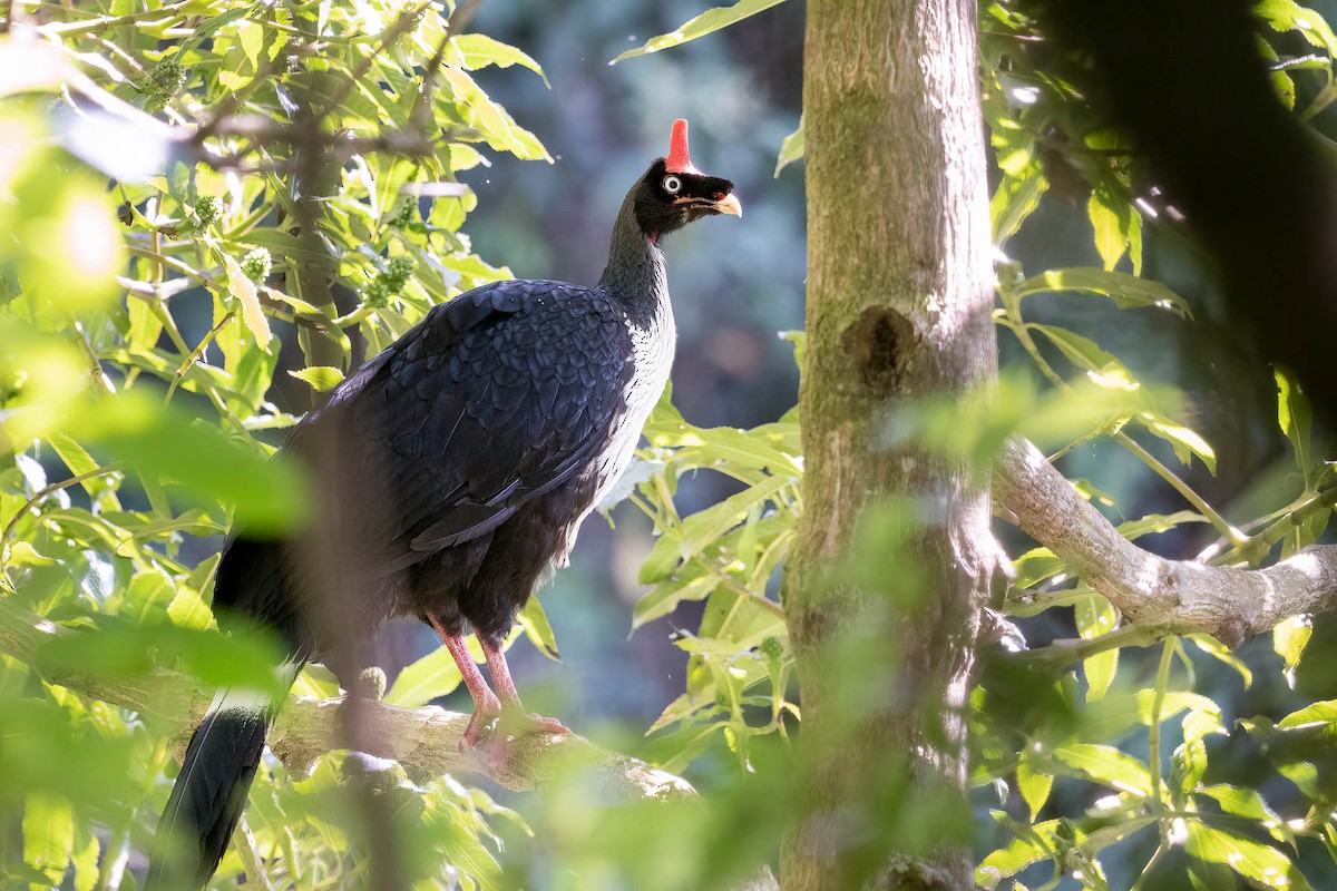 Horned Guan - ML552878321