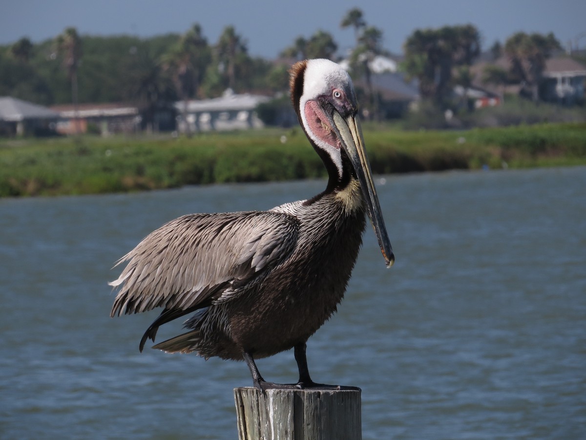 Brown Pelican - ML55287861