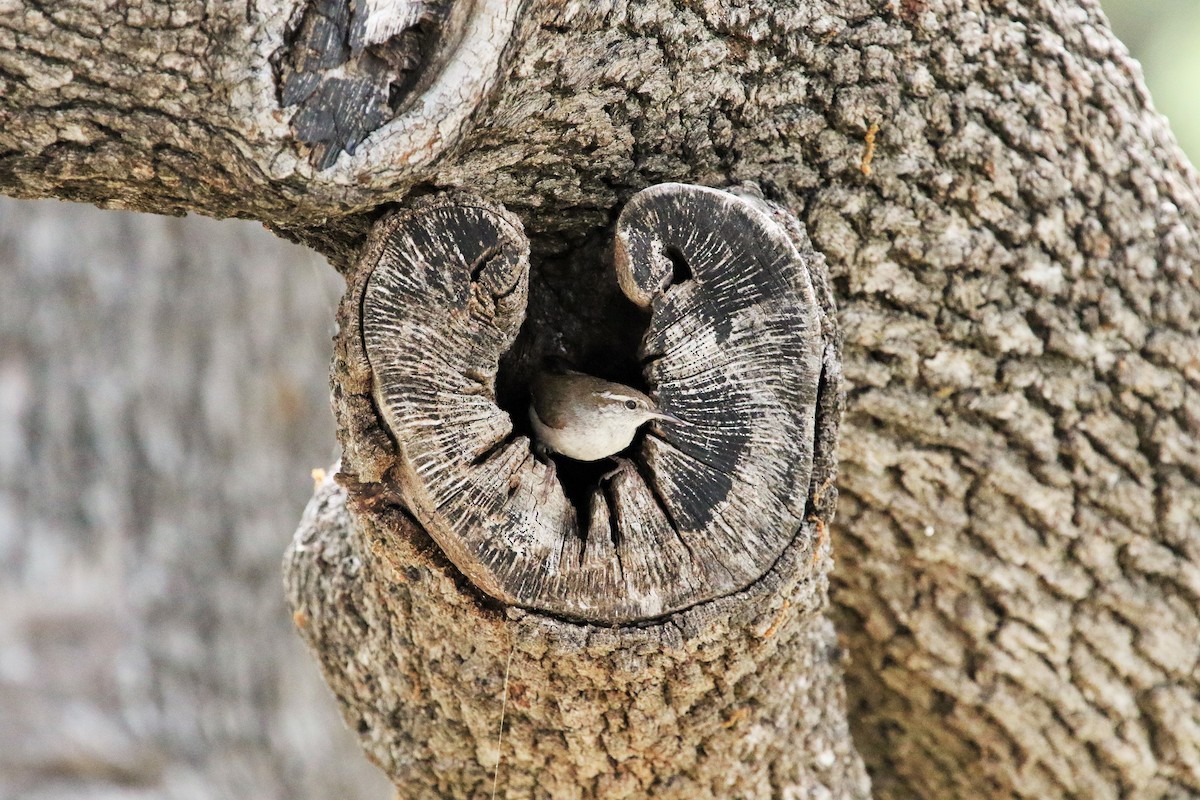 Bewick's Wren - Lew Johnson