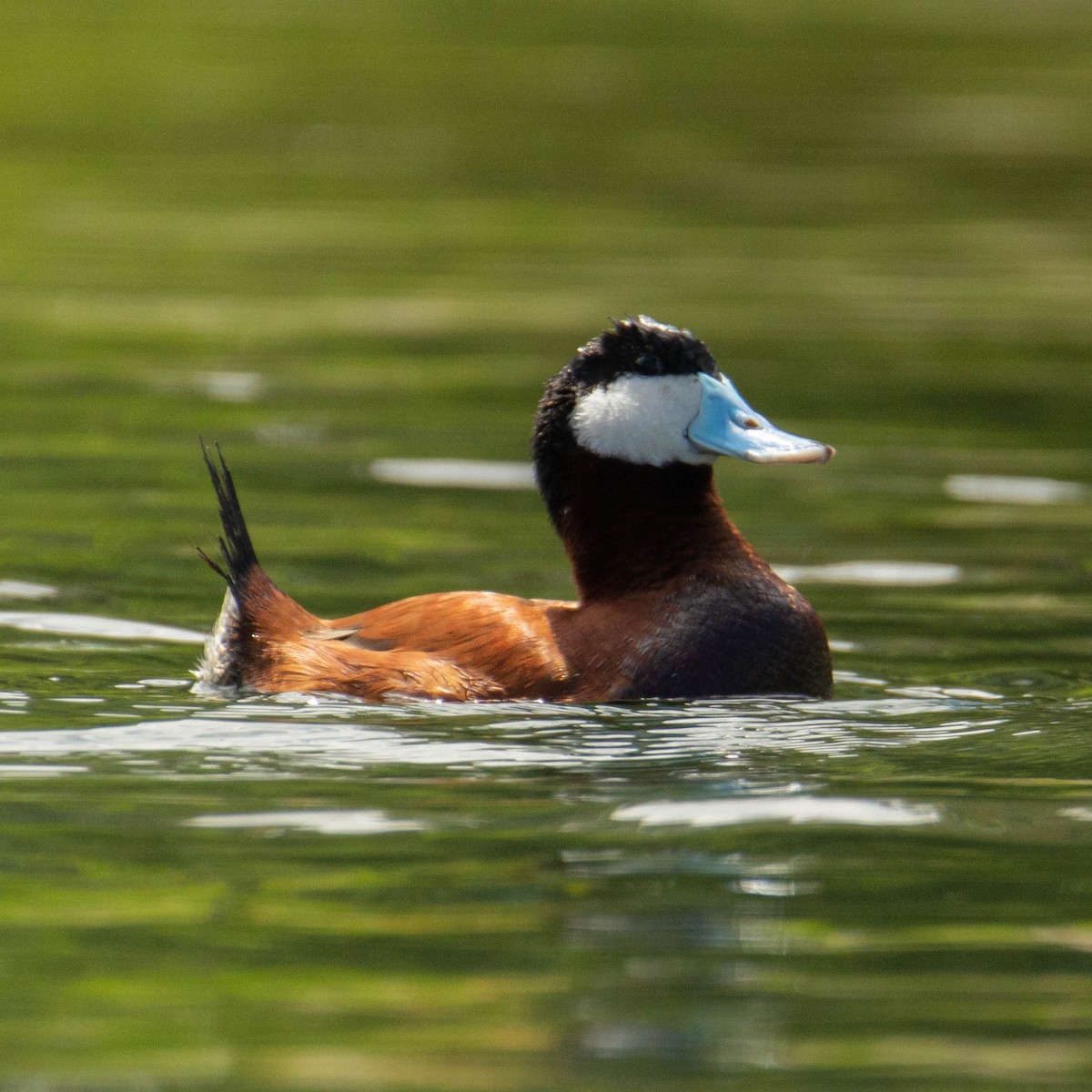 Ruddy Duck - ML552878841