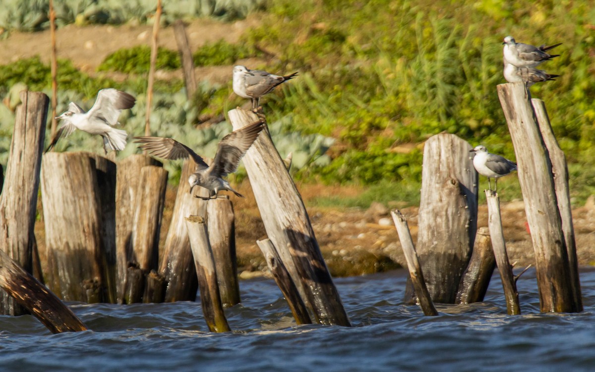 Laughing Gull - ML552879081