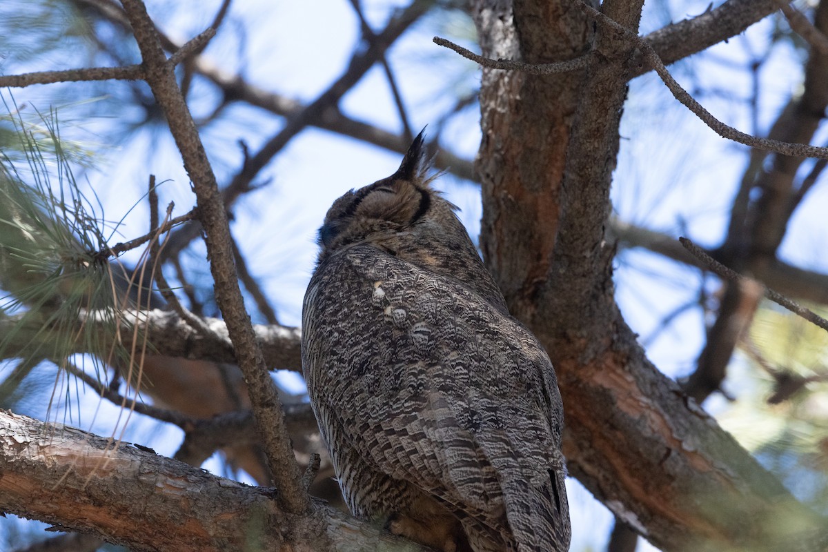 Great Horned Owl - Ric Olson