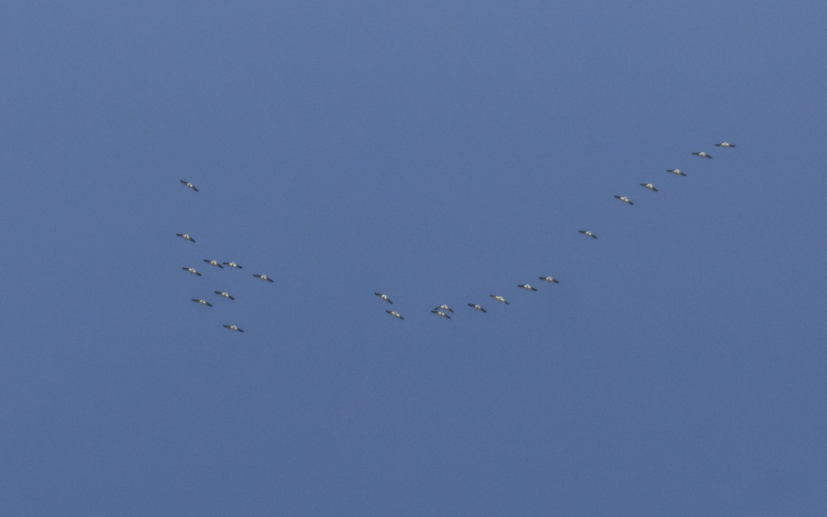 American White Pelican - ML552879171