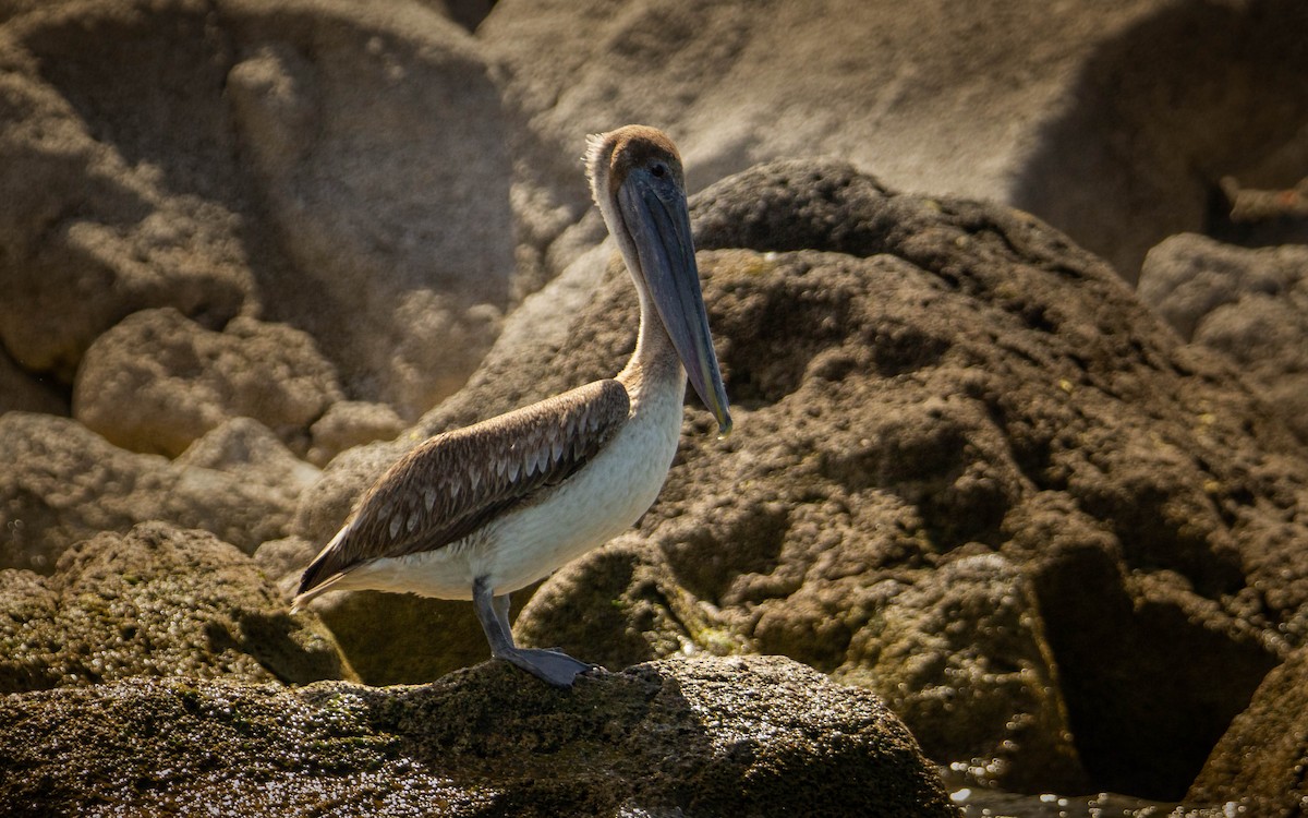 Brown Pelican - ML552879251