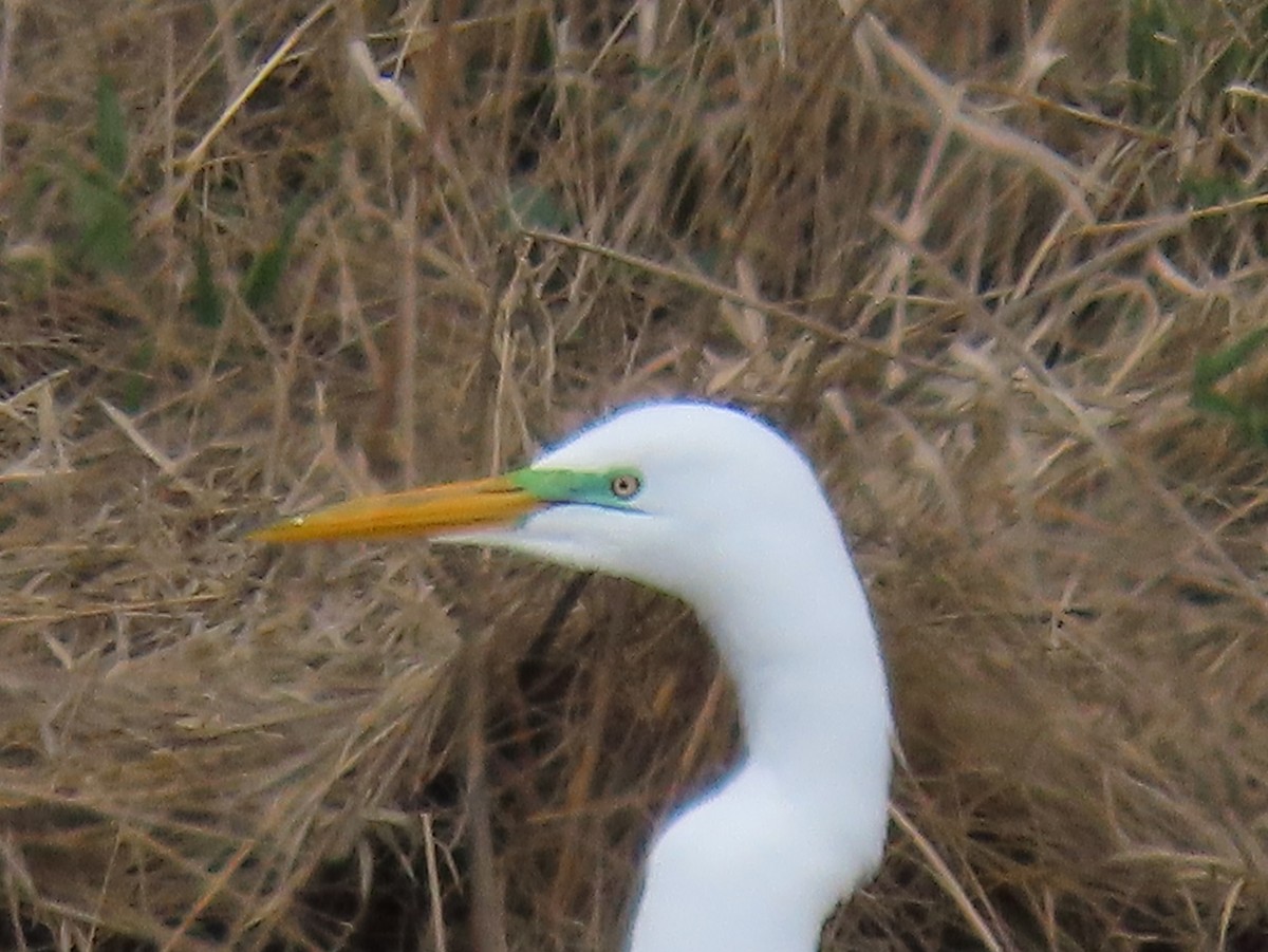 Great Egret - Jim Proffitt