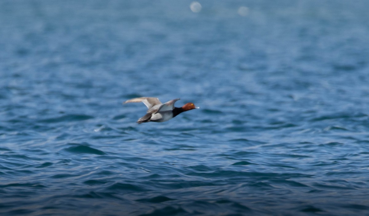 Redhead - ML552880831