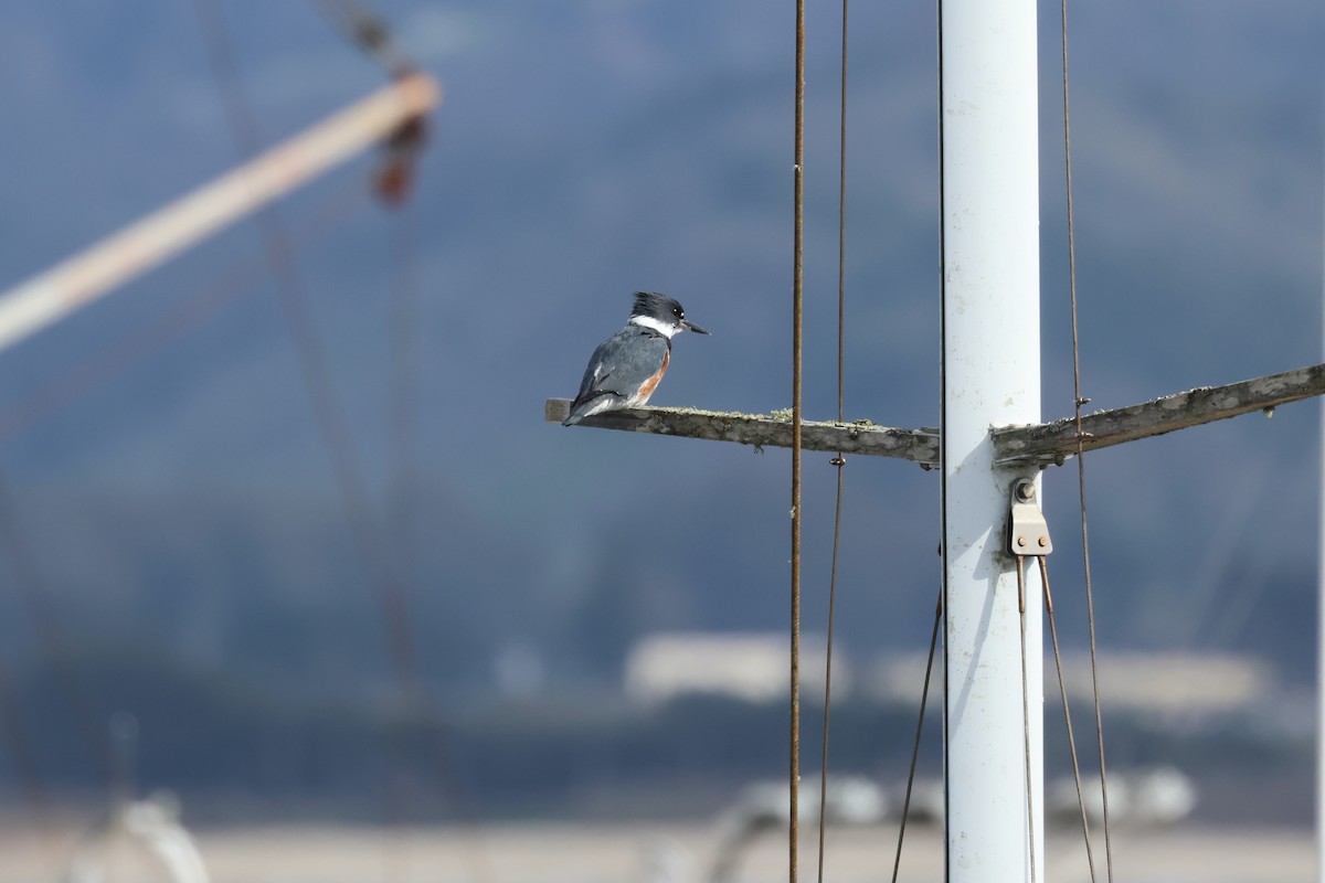 Belted Kingfisher - ML552881421