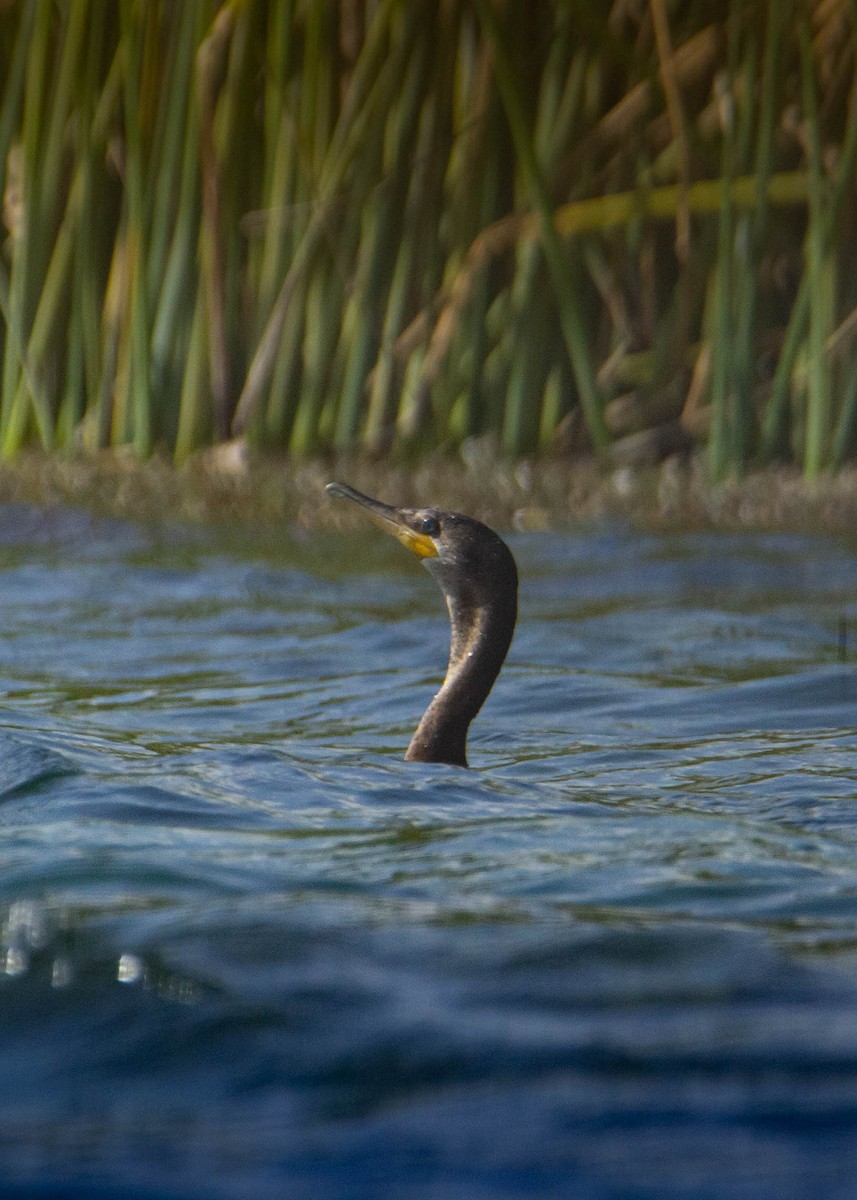 Neotropic Cormorant - ML552881461